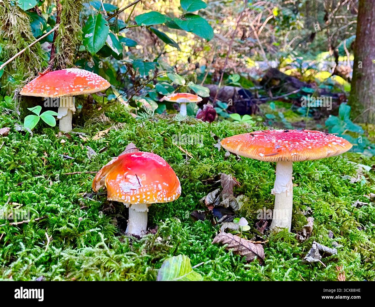 Funghi agarici, Columbia Britannica, Canada - Immagine stock catturata con smartphone