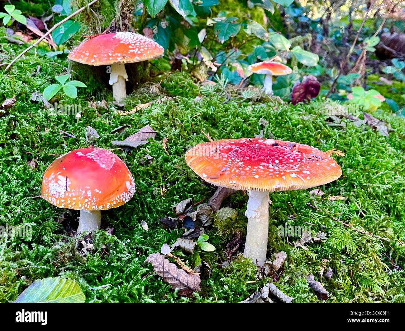 Funghi agarici, Columbia Britannica, Canada - Immagine stock catturata con smartphone