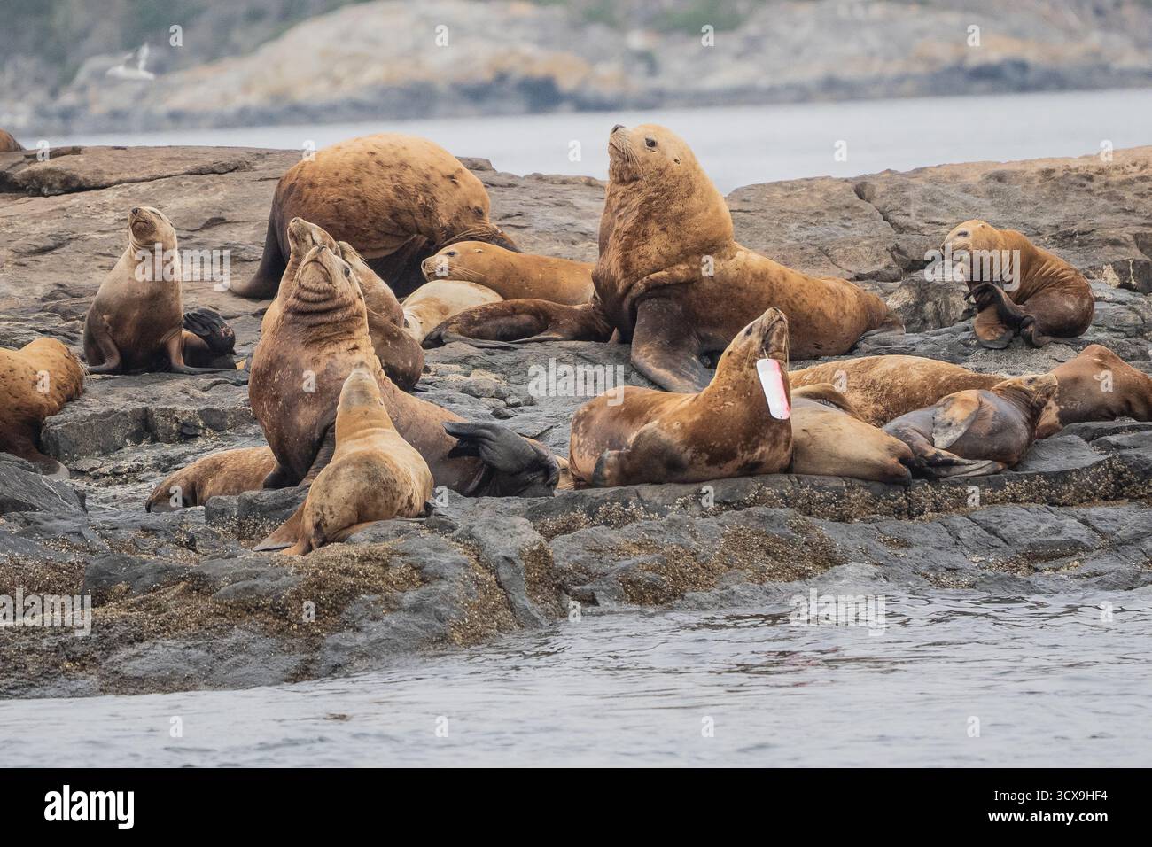 Steller Sea Lion (Eumetopias jubatus) con una lenza da pesca o detriti catturati nella sua bocca su un'isola rocciosa al largo dell'isola di Vancouver, Canada Foto Stock