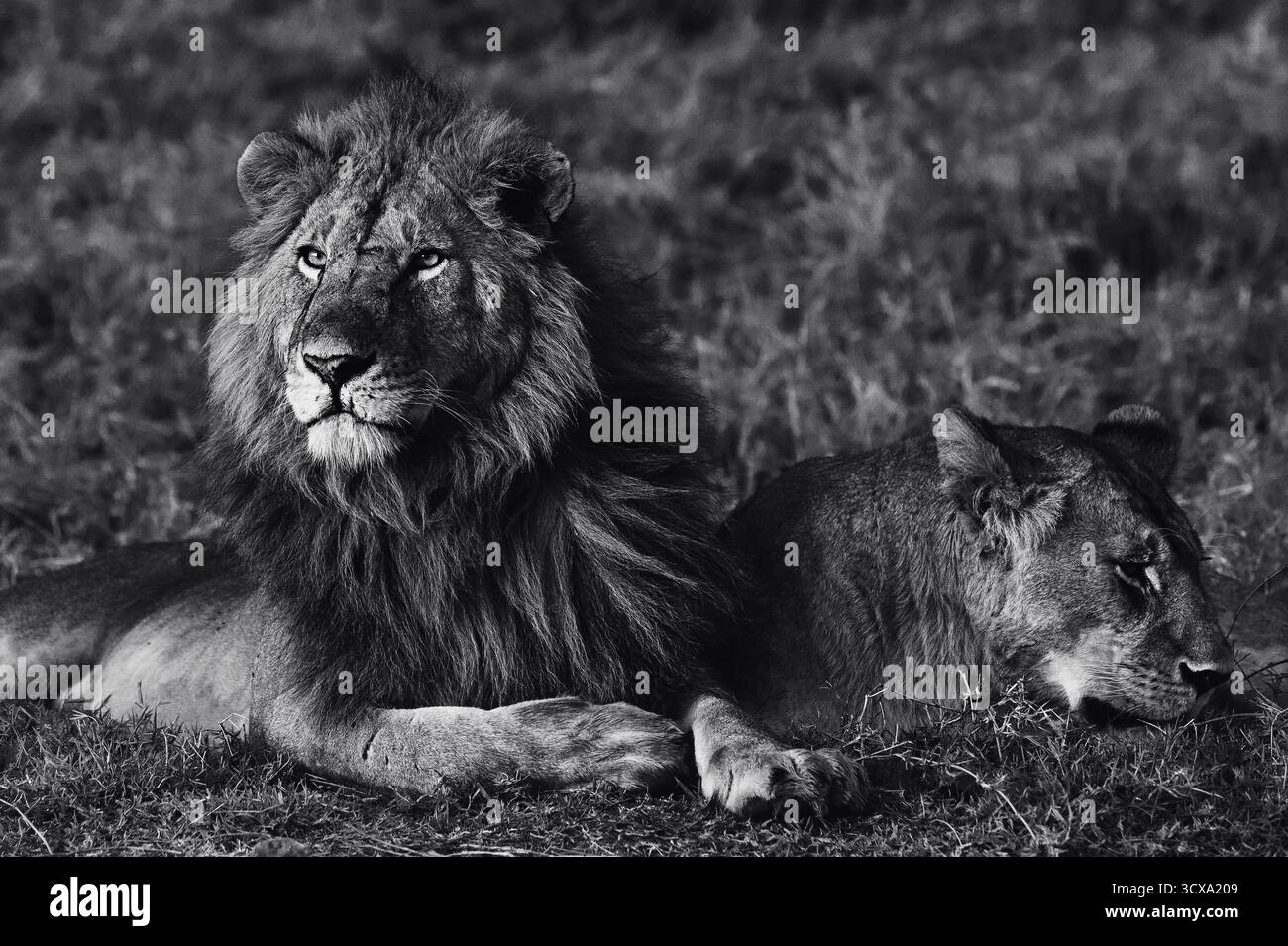 Foto artistiche di un maestoso leone africano, che cattura la bellezza, la forza e la grazia cruda del predatore più iconico dell'Africa orientale nel suo habitat naturale. Foto Stock