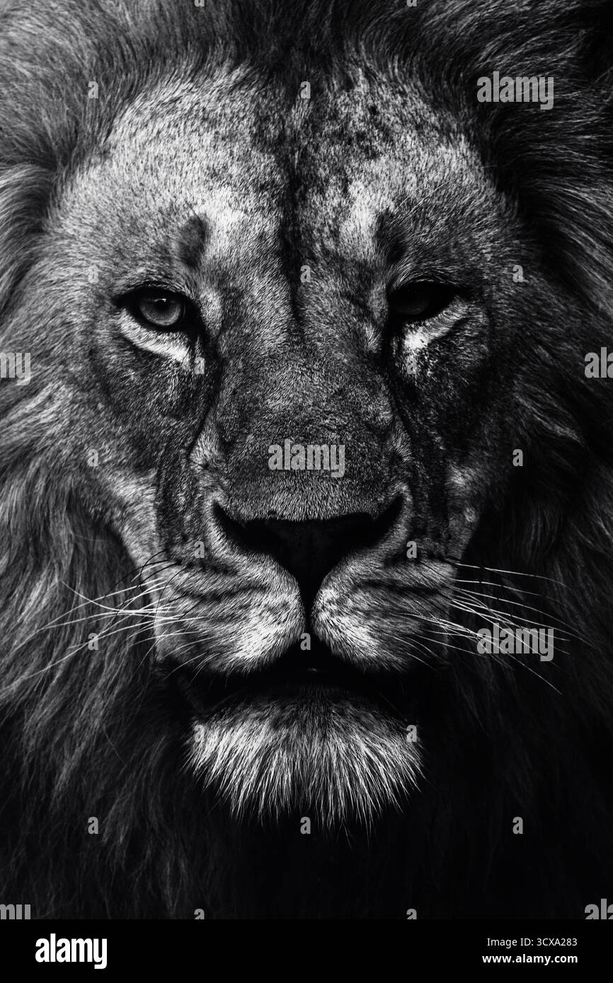 Foto artistiche di un maestoso leone africano, che cattura la bellezza, la forza e la grazia cruda del predatore più iconico dell'Africa orientale nel suo habitat naturale. Foto Stock