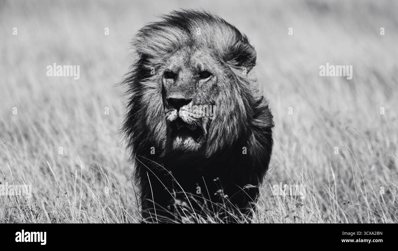 Foto artistiche di un maestoso leone africano, che cattura la bellezza, la forza e la grazia cruda del predatore più iconico dell'Africa orientale nel suo habitat naturale. Foto Stock