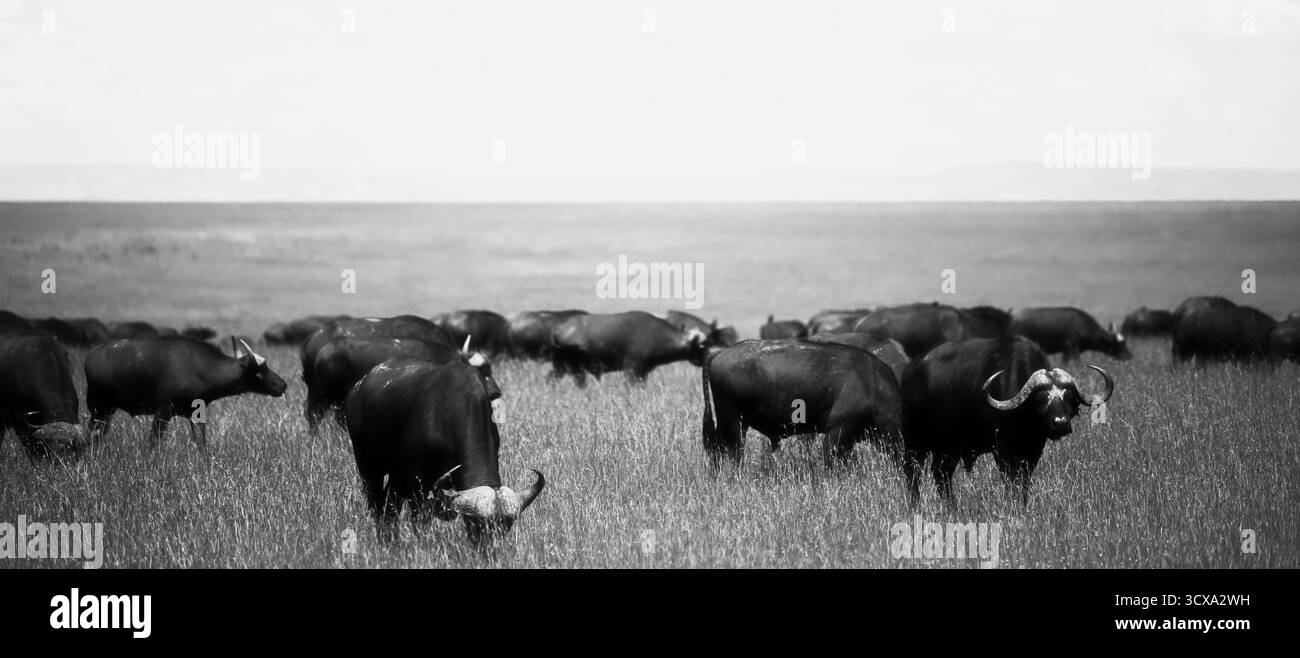 Foto artistiche della fauna selvatica dei bufali africani in Tanzania, catturando la loro forza, il loro potere e i loro legami sociali attraverso le vaste savane del loro habitat. Foto Stock