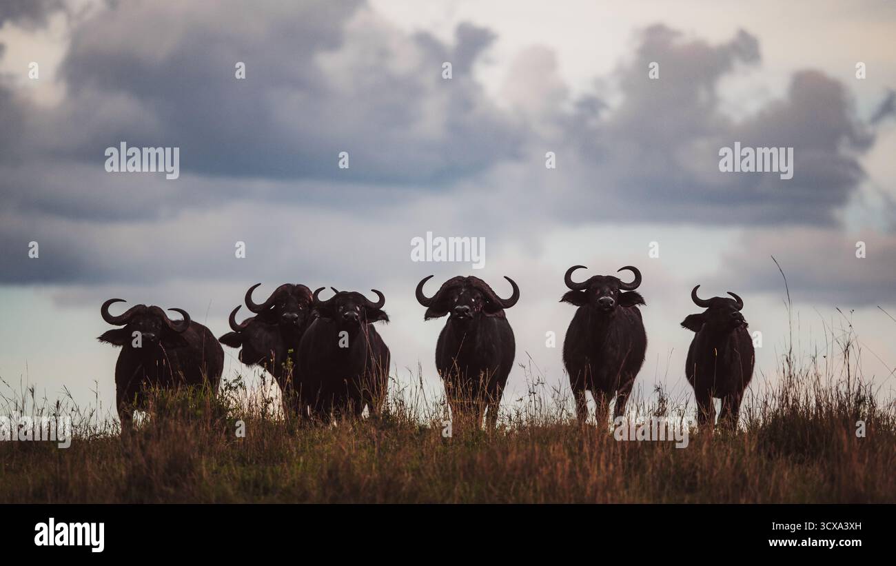 Foto artistiche della fauna selvatica dei bufali africani in Tanzania, catturando la loro forza, il loro potere e i loro legami sociali attraverso le vaste savane del loro habitat. Foto Stock