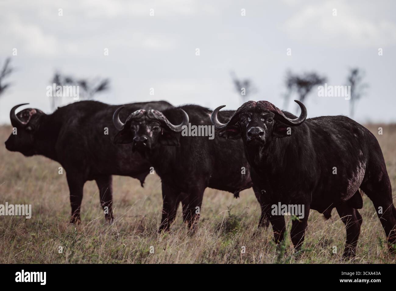 Foto artistiche della fauna selvatica dei bufali africani in Tanzania, catturando la loro forza, il loro potere e i loro legami sociali attraverso le vaste savane del loro habitat. Foto Stock