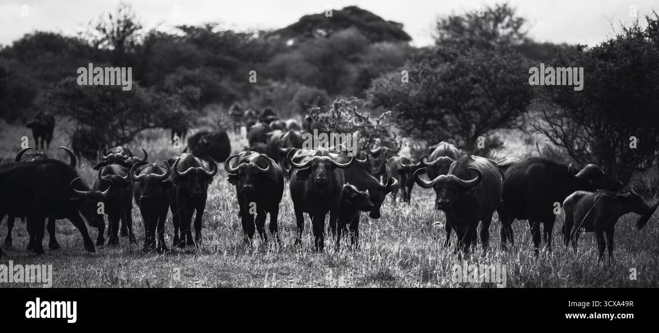 Foto artistiche della fauna selvatica dei bufali africani in Tanzania, catturando la loro forza, il loro potere e i loro legami sociali attraverso le vaste savane del loro habitat. Foto Stock