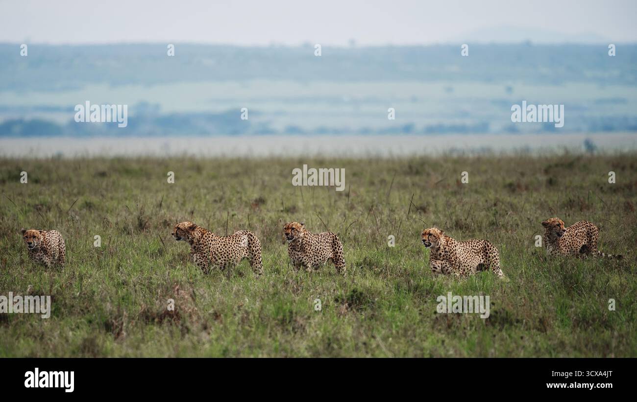 Foto artistiche della fauna selvatica dei ghepardi africani in Kenya, catturando la loro velocità, grazia e attenzione attraverso le vaste savane del loro habitat naturale. Foto Stock
