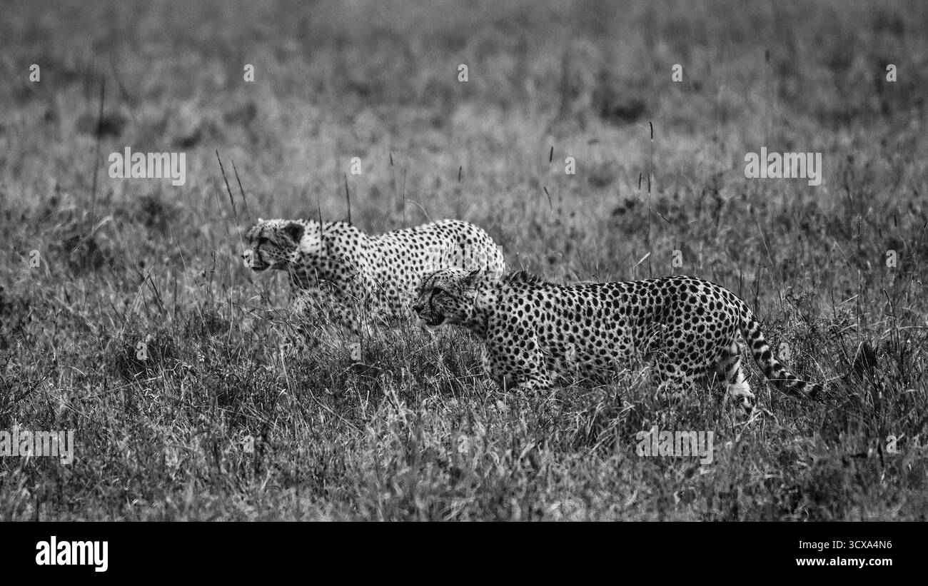 Foto artistiche della fauna selvatica dei ghepardi africani in Kenya, catturando la loro velocità, grazia e attenzione attraverso le vaste savane del loro habitat naturale. Foto Stock