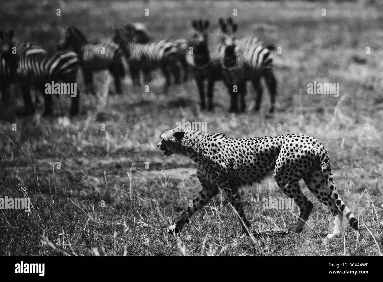 Foto artistiche della fauna selvatica dei ghepardi africani in Kenya, catturando la loro velocità, grazia e attenzione attraverso le vaste savane del loro habitat naturale. Foto Stock