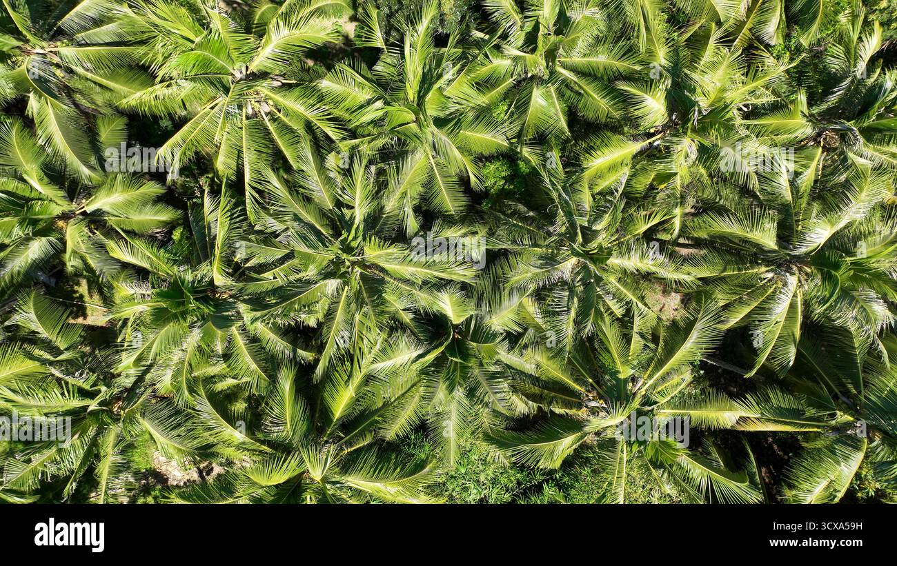 Una lussureggiante baldacchino di palme da cocco riempie la cornice dall'alto, ogni fronte cattura la luce del sole, formando un vivido arazzo verde della vita tropicale. Foto Stock
