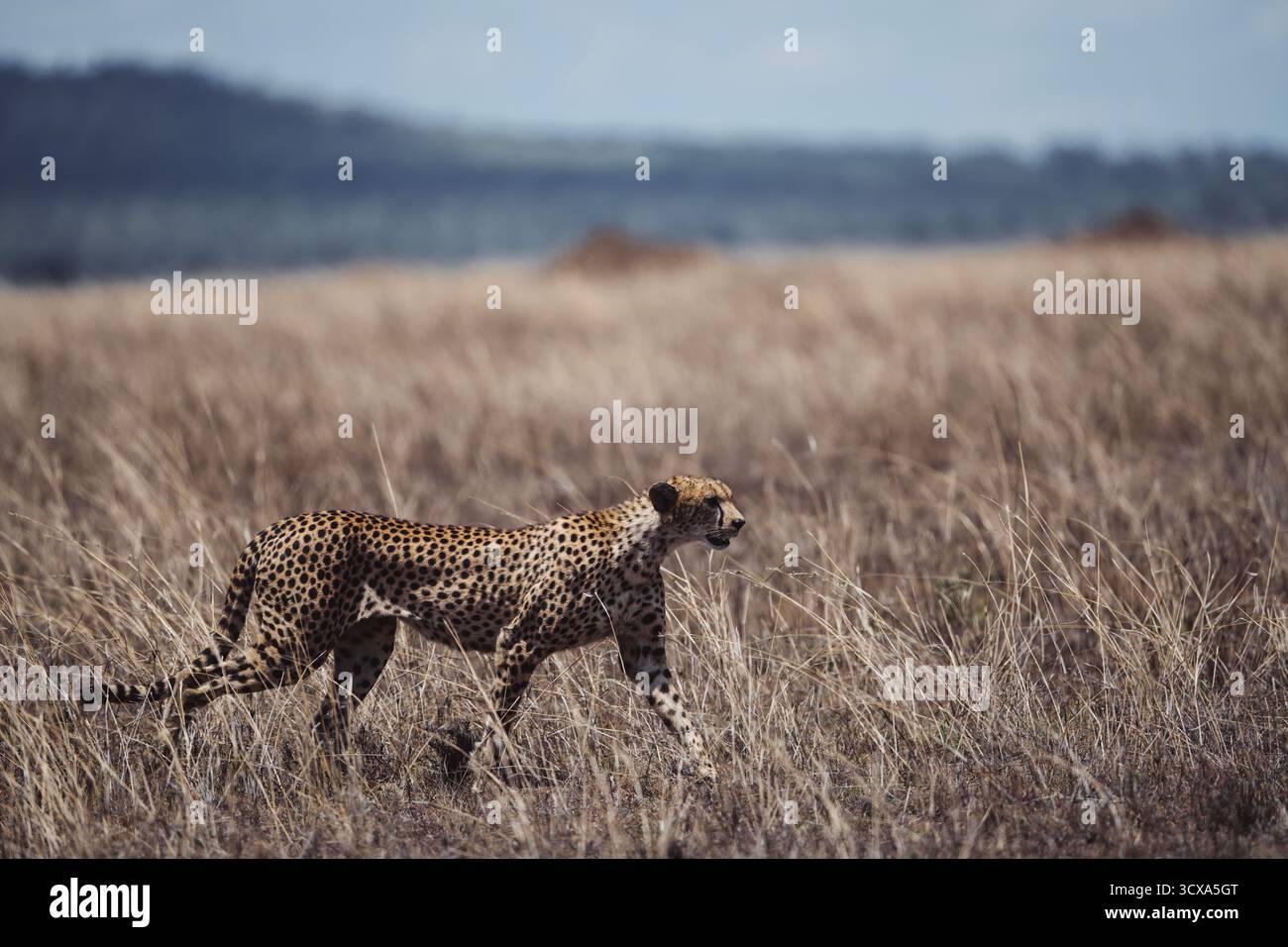 Sorprendente fotografia di fauna selvatica con ghepardi africani in Kenya. Catturate durante un safari attraverso le savane, queste belle immagini artistiche mostrano la velocità, Foto Stock