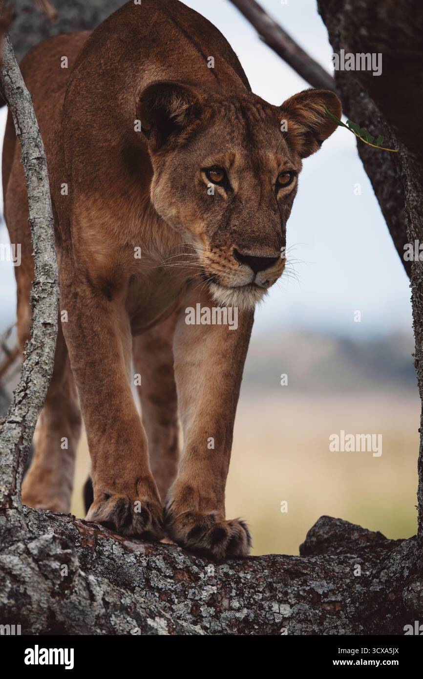 Foto artistiche di un maestoso leone africano, che cattura la bellezza, la forza e la grazia cruda del predatore più iconico dell'Africa orientale nel suo habitat naturale. Foto Stock
