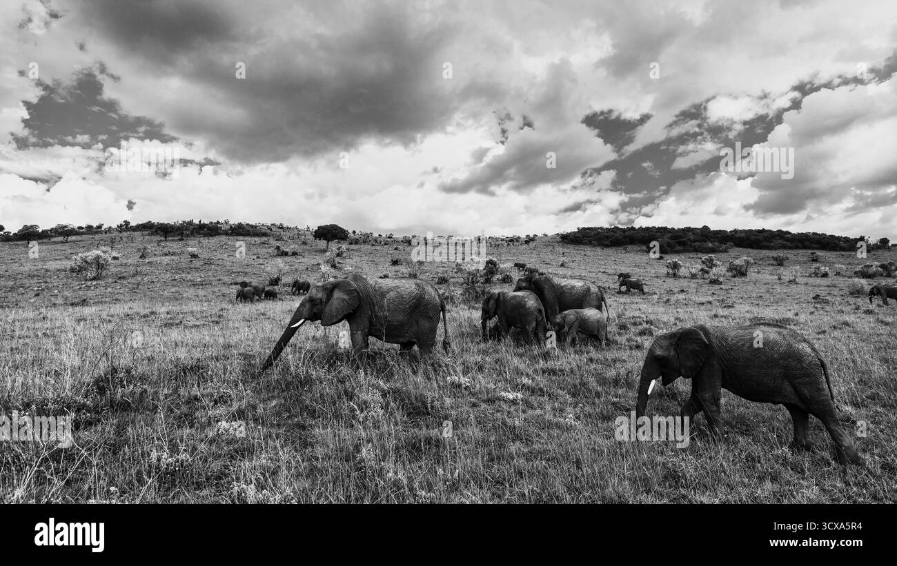 Splendide foto d'arte in bianco e nero degli elefanti africani nel Kenya Serengeti, catturando la loro forza, grazia e intelligenza in natura. Foto Stock