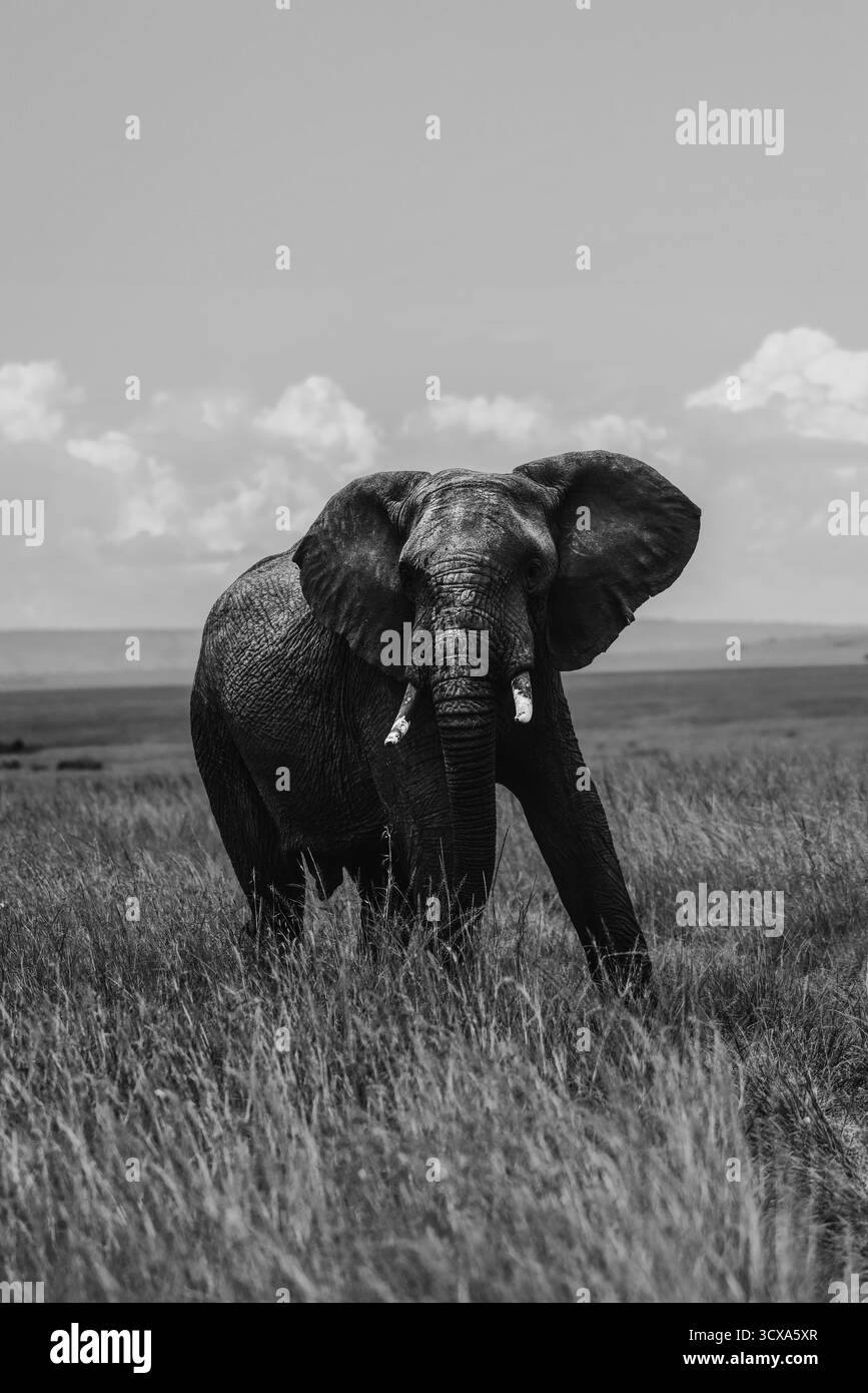 Splendide foto d'arte in bianco e nero degli elefanti africani nel Kenya Serengeti, catturando la loro forza, grazia e intelligenza in natura. Foto Stock