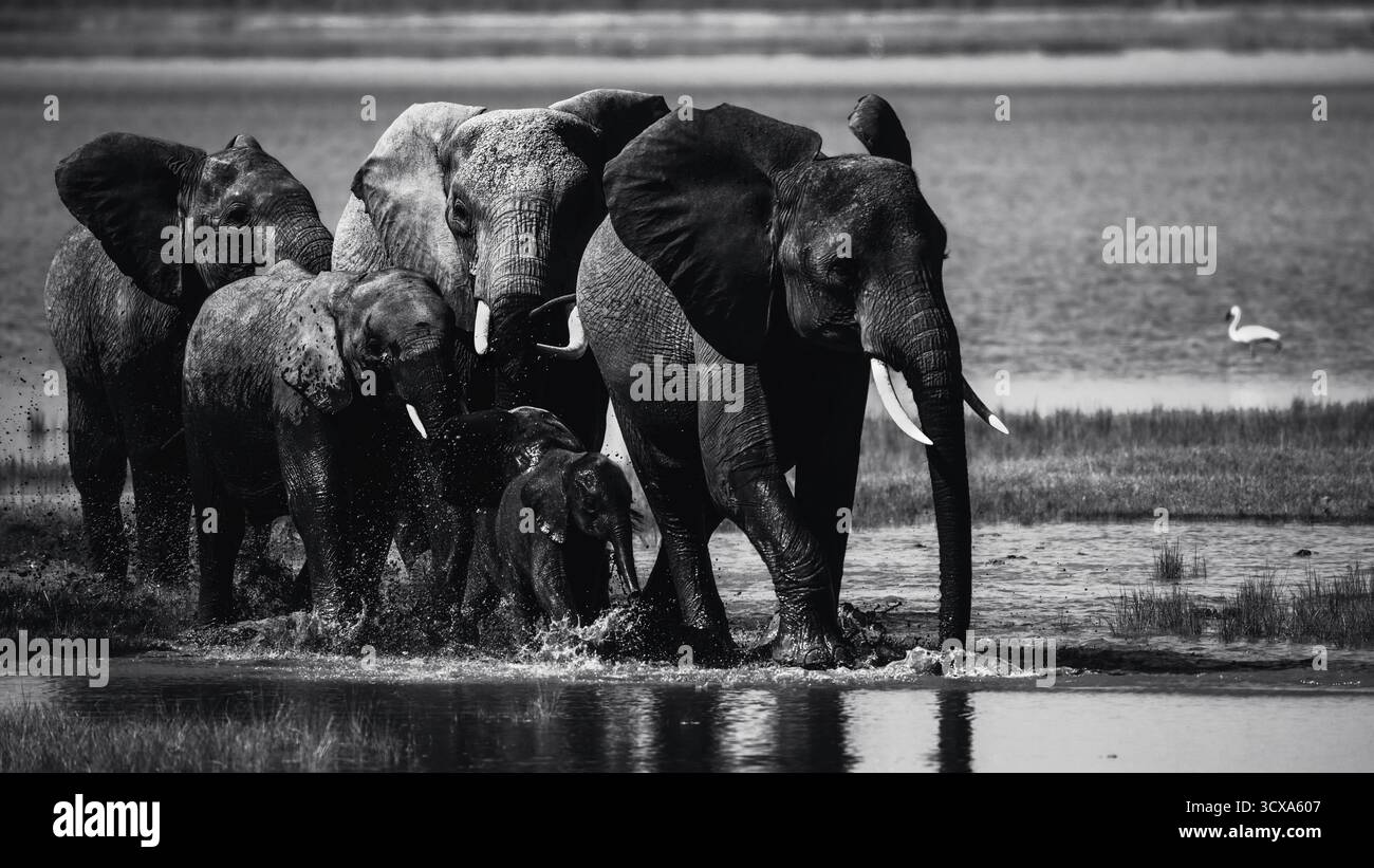 Splendide foto d'arte in bianco e nero degli elefanti africani nel Kenya Serengeti, catturando la loro forza, grazia e intelligenza in natura. Foto Stock
