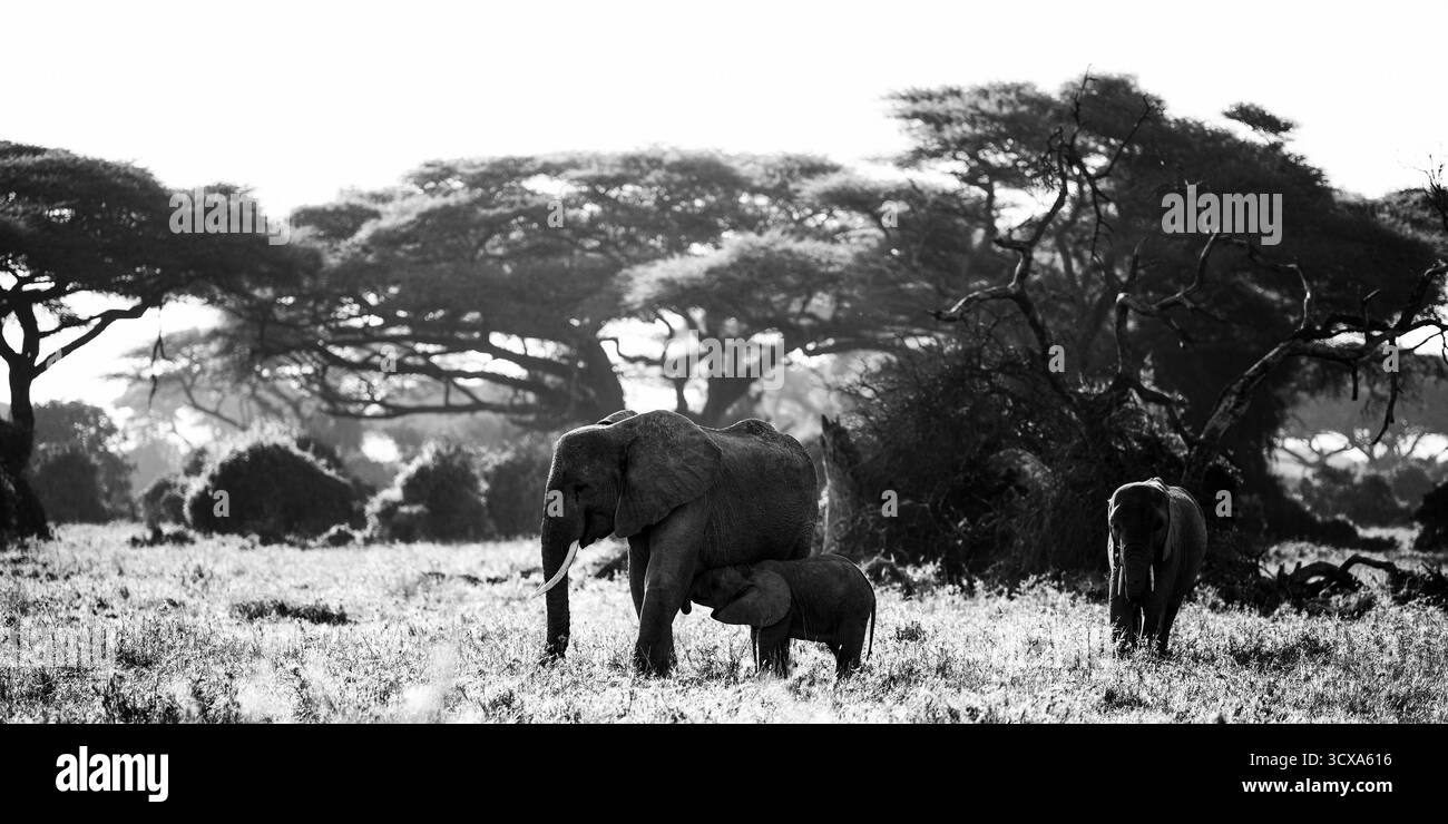 Splendide foto d'arte in bianco e nero degli elefanti africani nel Kenya Serengeti, catturando la loro forza, grazia e intelligenza in natura. Foto Stock
