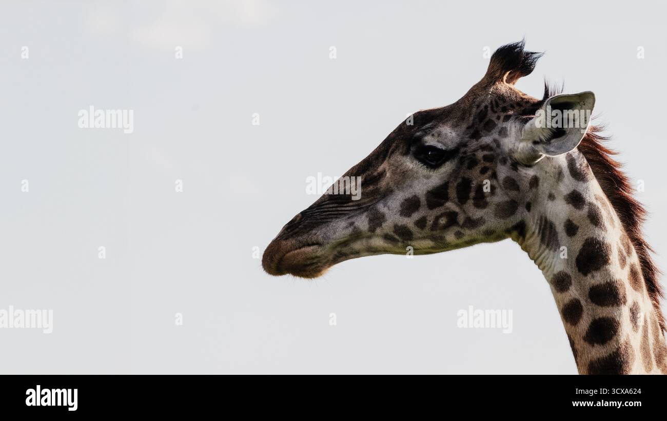 Foto artistiche della fauna selvatica delle giraffe in Tanazania, catturandone l'altezza, l'eleganza e il movimento aggraziato attraverso la savana dell'Africa illuminata dal sole. Foto Stock