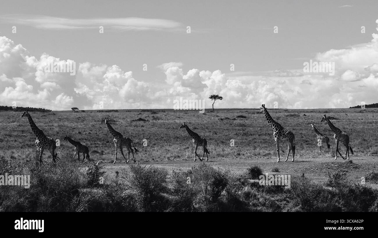Fotografia straordinaria di animali neri e bianchi con giraffe africane in Kenya. Catturate durante il safari attraverso le savane, queste belle immagini artistiche sono in mostra Foto Stock