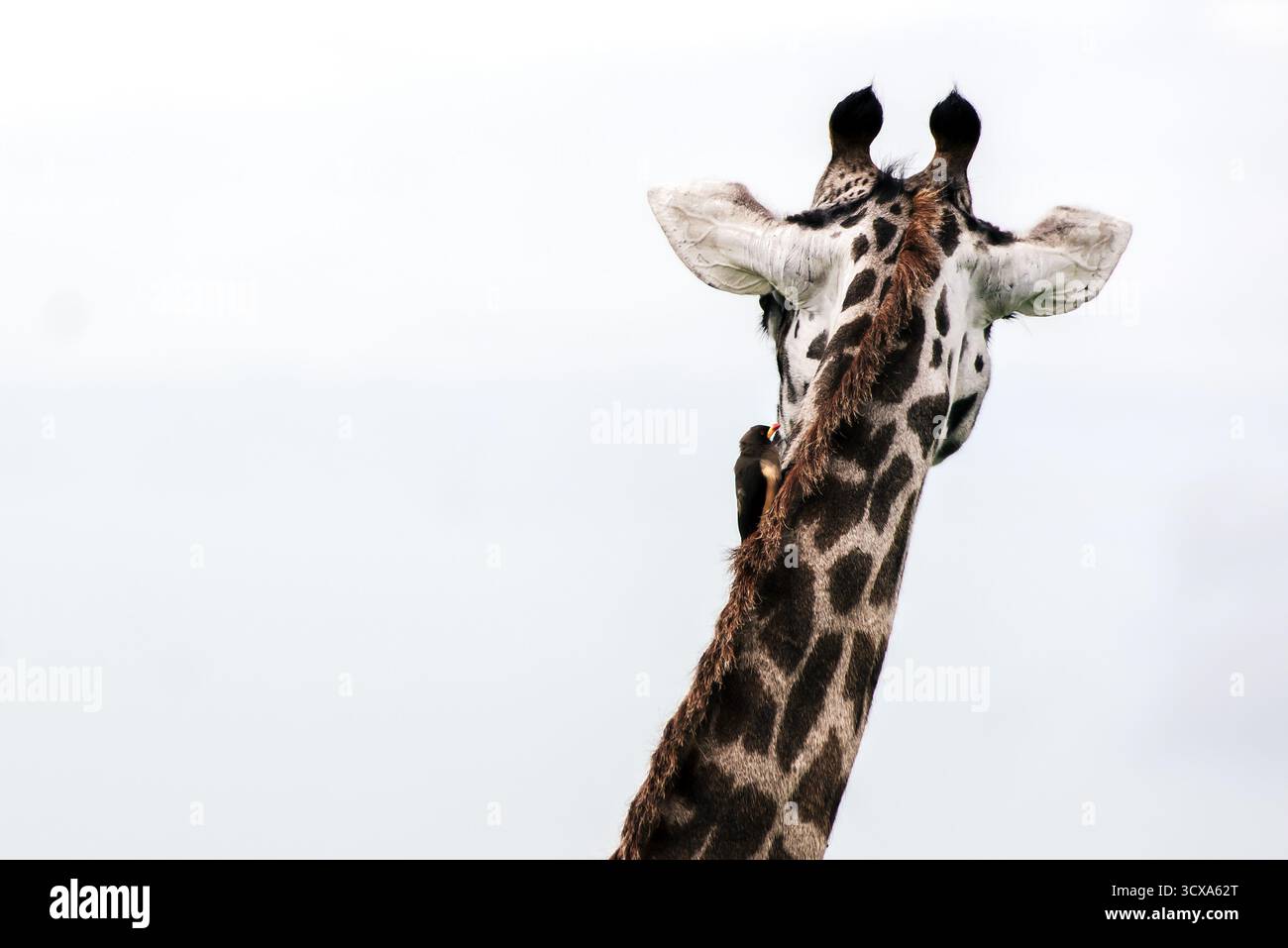 Foto artistiche della fauna selvatica delle giraffe in Tanazania, catturandone l'altezza, l'eleganza e il movimento aggraziato attraverso la savana dell'Africa illuminata dal sole. Foto Stock