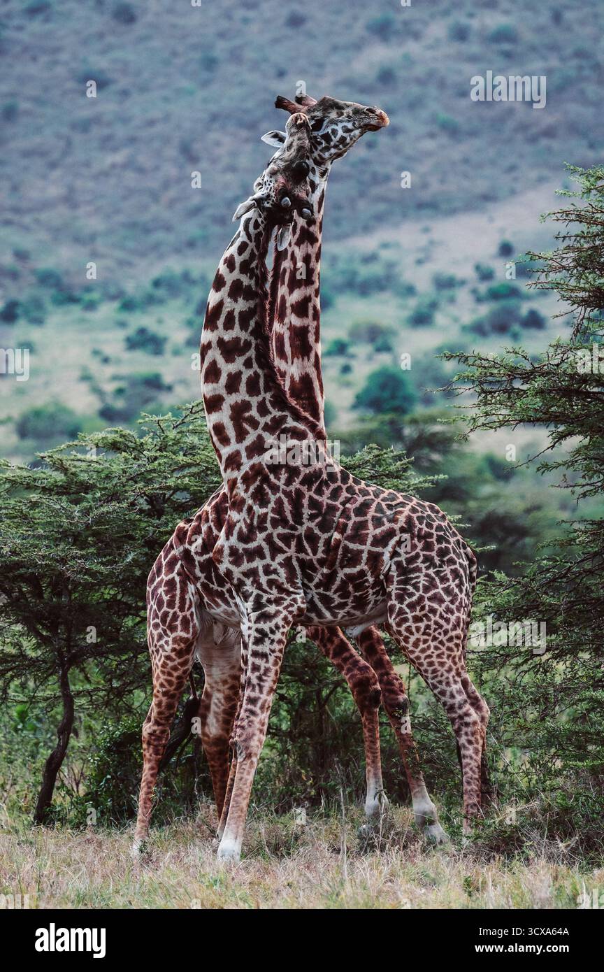 Foto artistiche della fauna selvatica delle giraffe in Tanazania, catturandone l'altezza, l'eleganza e il movimento aggraziato attraverso la savana dell'Africa illuminata dal sole. Foto Stock