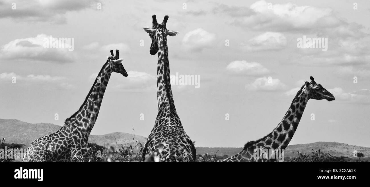 Sorprendente fotografia in bianco e nero con giraffe africane in Tanzania. Catturate durante un safari attraverso le savane, queste belle immagini artistiche Foto Stock