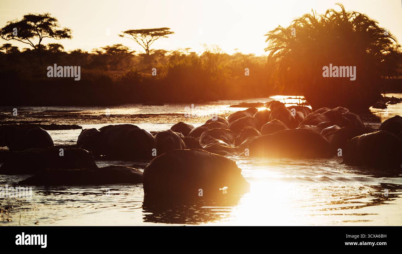 Foto artistiche di ippopotami africani nei fiumi e nelle pozze d'acqua della Tanzania, che mostrano il loro potere, le loro dimensioni e i loro legami sociali in natura. Foto Stock