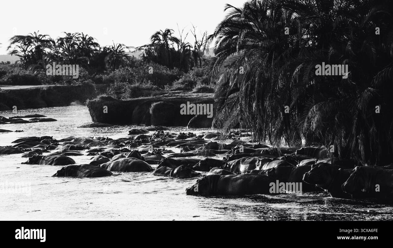 Foto artistiche di ippopotami africani nei fiumi e nelle pozze d'acqua della Tanzania, che mostrano il loro potere, le loro dimensioni e i loro legami sociali in natura. Foto Stock