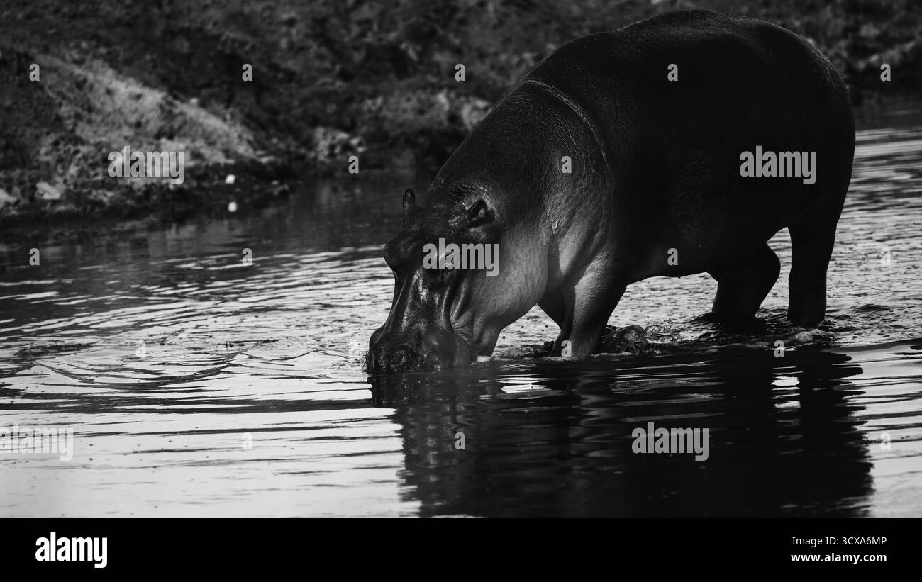 Foto artistiche di ippopotami africani nei fiumi e nelle pozze d'acqua della Tanzania, che mostrano il loro potere, le loro dimensioni e i loro legami sociali in natura. Foto Stock