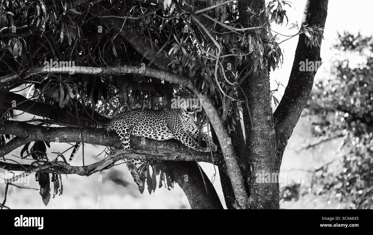 Il maestoso leopardo africano è stato catturato in un'impressionante immagine in bianco e nero durante i safari attraverso il Serengeti National Park e oltre. Questa bella natura artistica Foto Stock