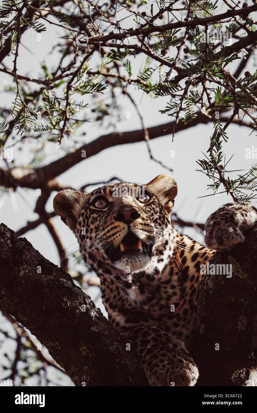 Maestoso leopardo africano catturato in un'immagine impressionante durante i safari nel Serengeti. Questa bella fotografia artistica mostra la sua bellezza, forza e grazia. Foto Stock