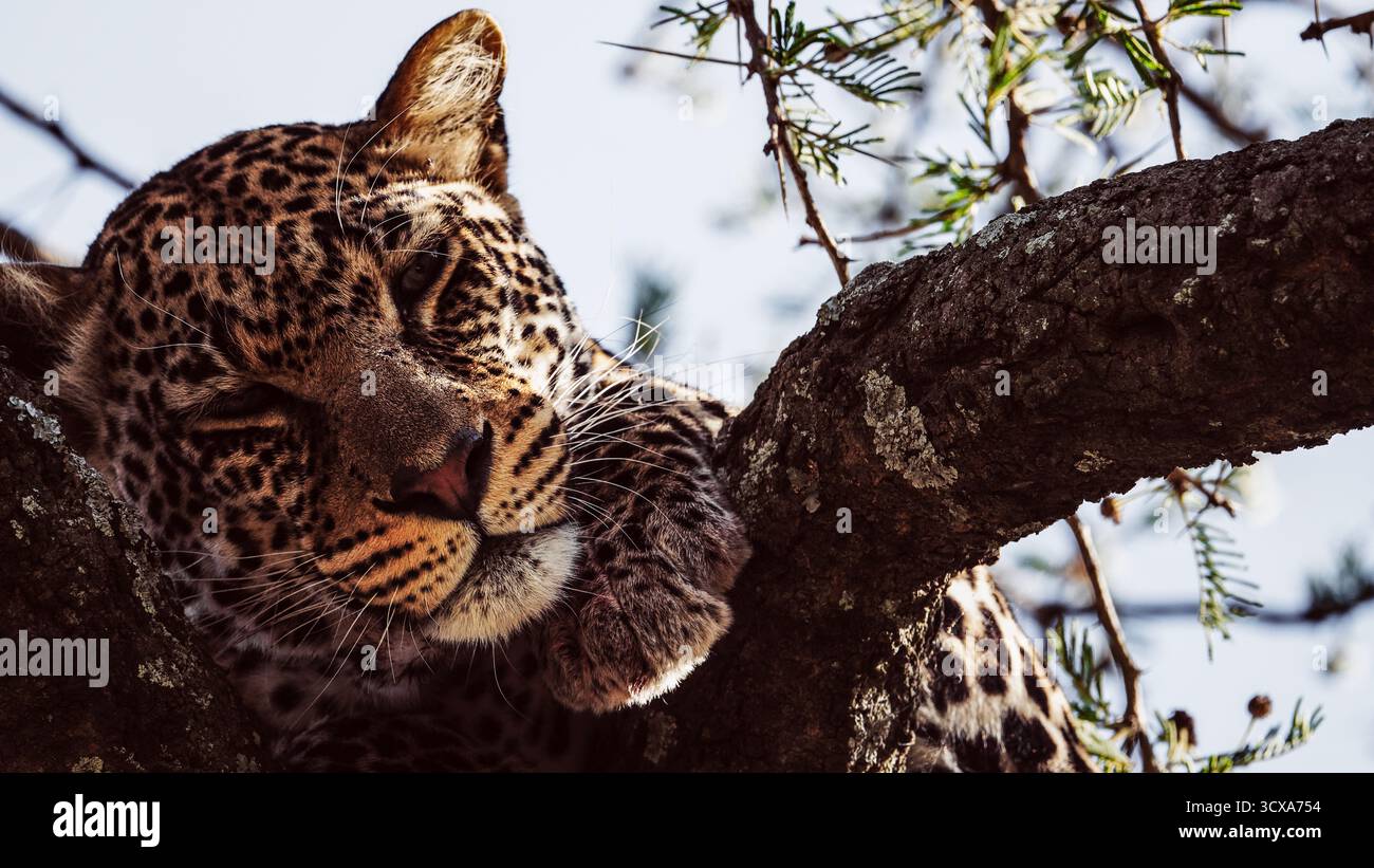 Maestoso leopardo africano catturato in un'immagine impressionante durante i safari nel Serengeti. Questa bella fotografia artistica mostra la sua bellezza, forza e grazia. Foto Stock
