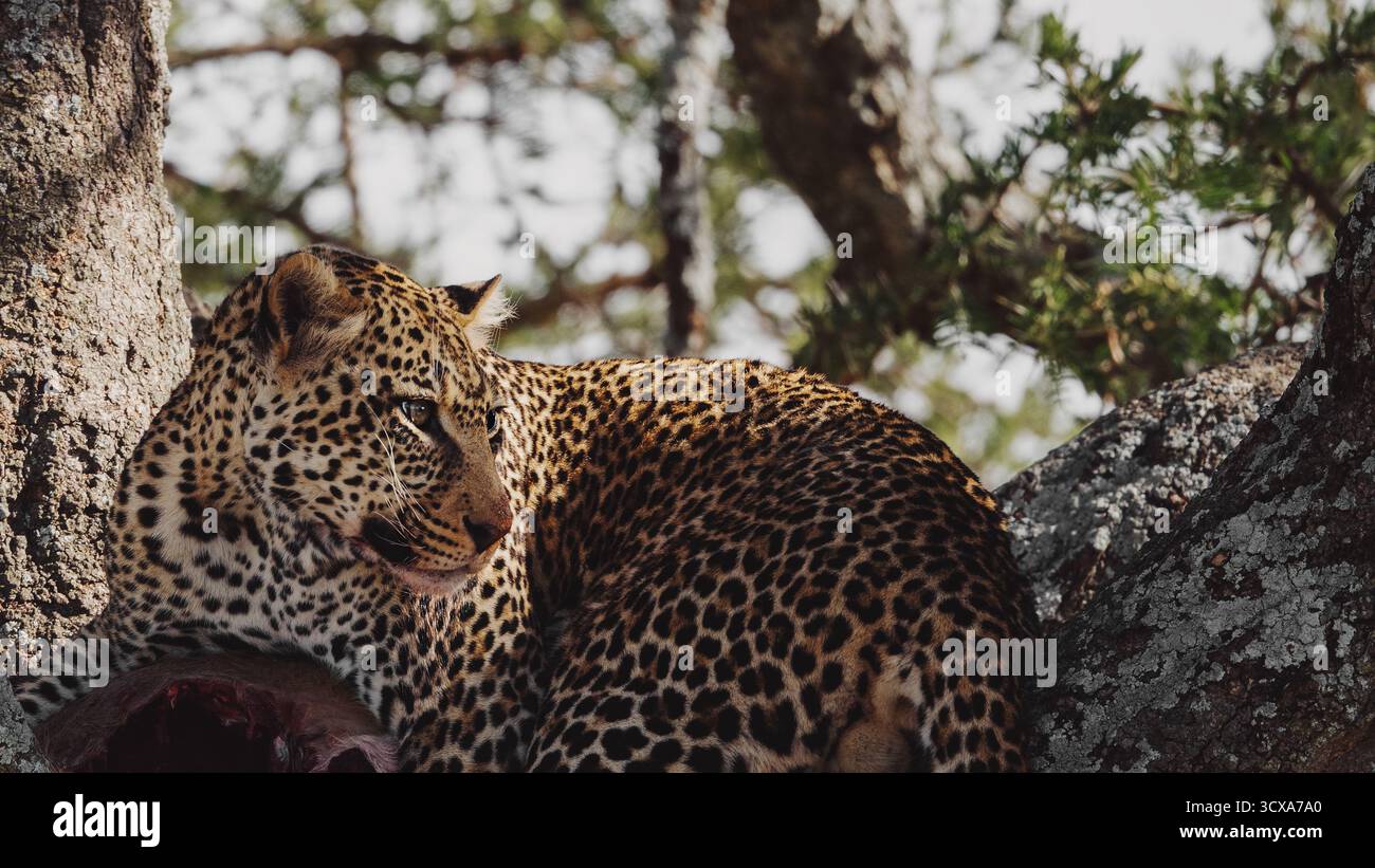 Maestoso leopardo africano catturato in un'immagine impressionante durante i safari nel Serengeti. Questa bella fotografia artistica mostra la sua bellezza, forza e grazia. Foto Stock