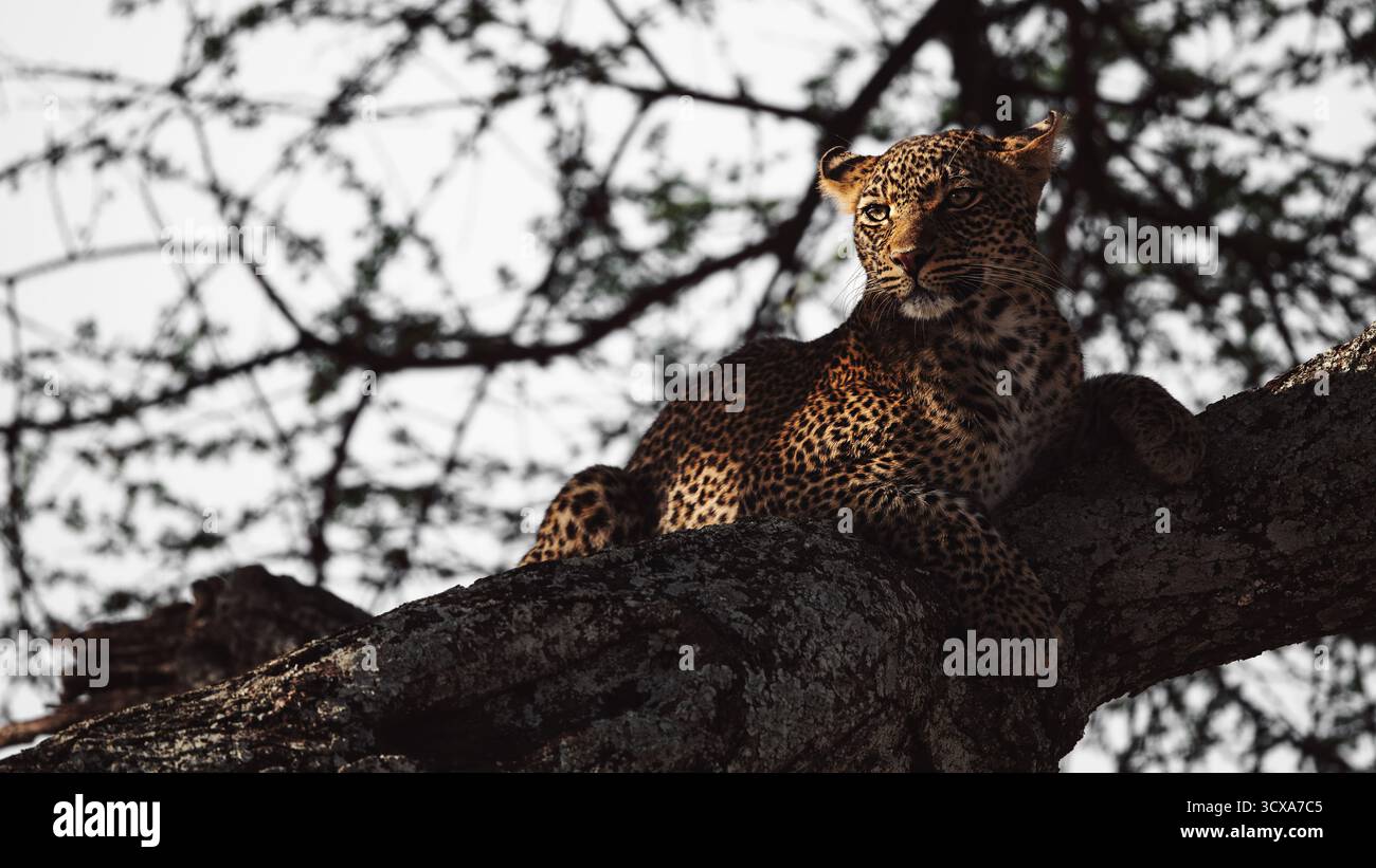 Maestoso leopardo africano catturato in un'immagine impressionante durante i safari nel Serengeti. Questa bella fotografia artistica mostra la sua bellezza, forza e grazia. Foto Stock