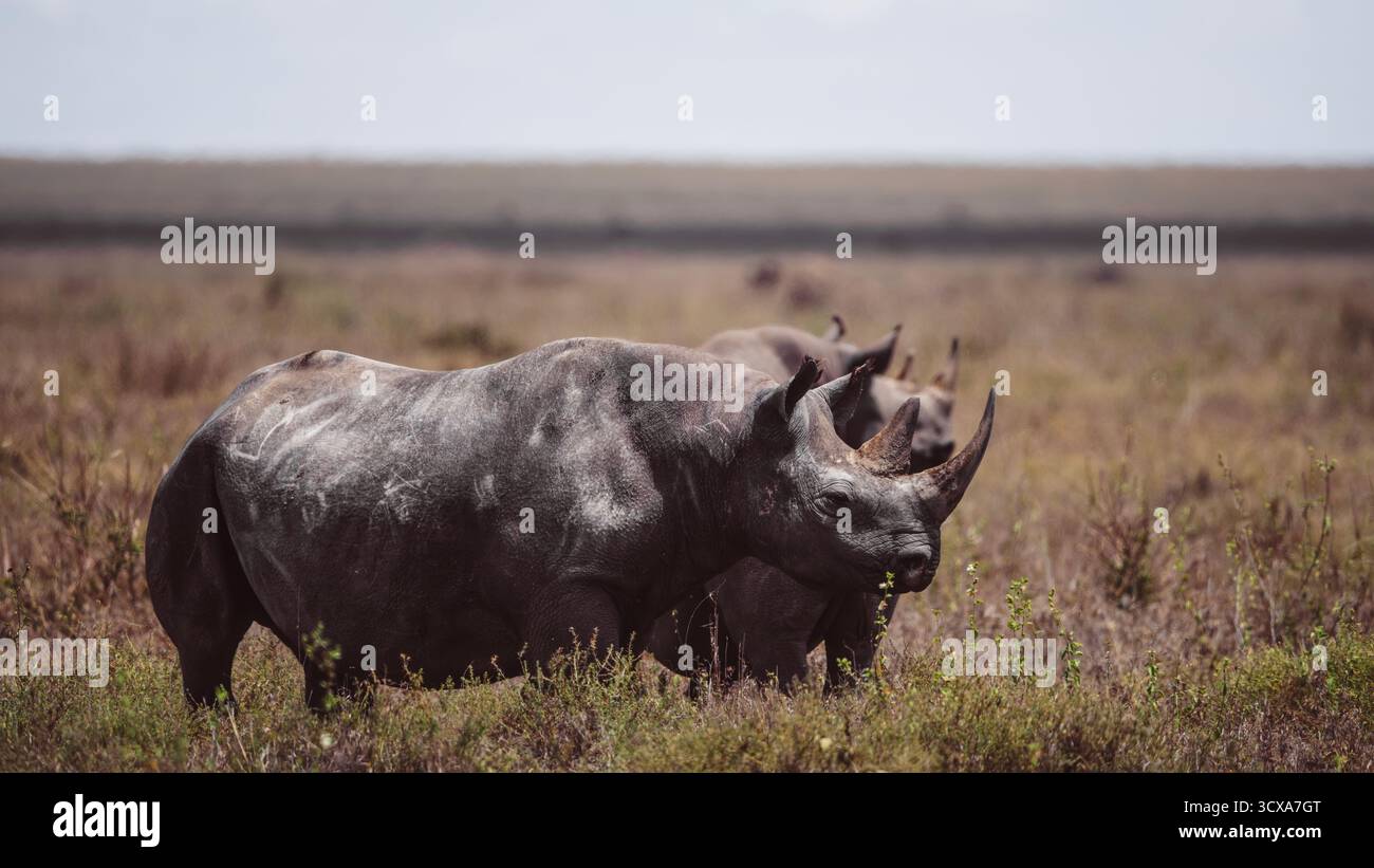 Impressionante foto della fauna selvatica di rinoceronti africani nelle praterie della Tanzania, catturando la forza, la resilienza e la grazia di questi giganti in via di estinzione. Foto Stock
