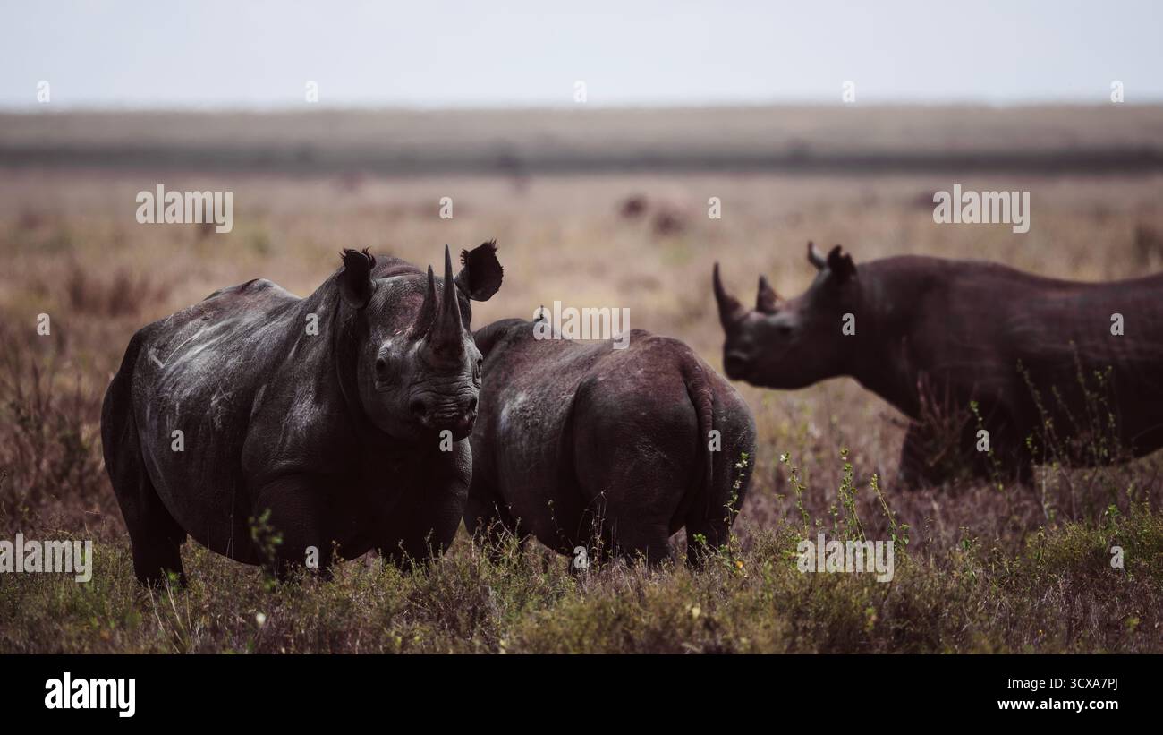 Impressionante foto della fauna selvatica di rinoceronti africani nelle praterie della Tanzania, catturando la forza, la resilienza e la grazia di questi giganti in via di estinzione. Foto Stock