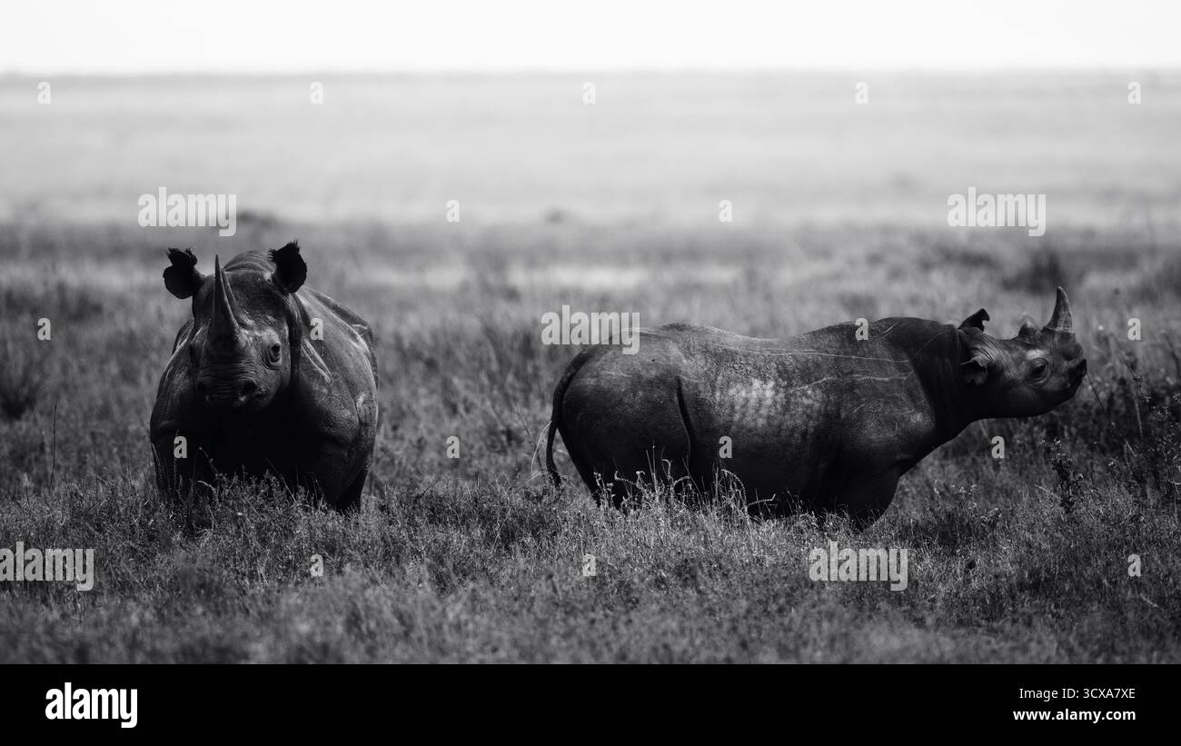 Impressionante foto della fauna selvatica di rinoceronti africani nelle praterie della Tanzania, catturando la forza, la resilienza e la grazia di questi giganti in via di estinzione. Foto Stock