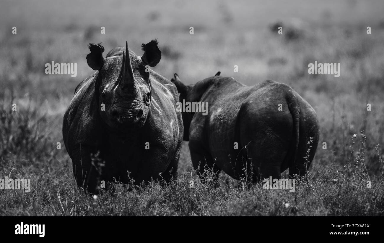 Impressionante foto della fauna selvatica di rinoceronti africani nelle praterie della Tanzania, catturando la forza, la resilienza e la grazia di questi giganti in via di estinzione. Foto Stock