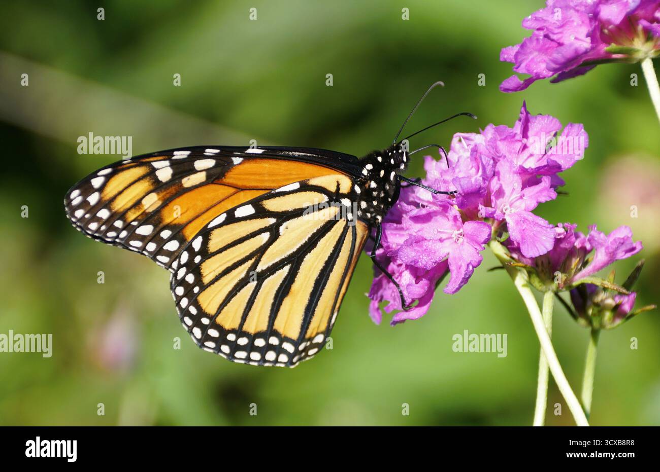 Primo piano di una farfalla Monarch che si nutre di vibranti fiori viola su un morbido sfondo verde. Foto Stock