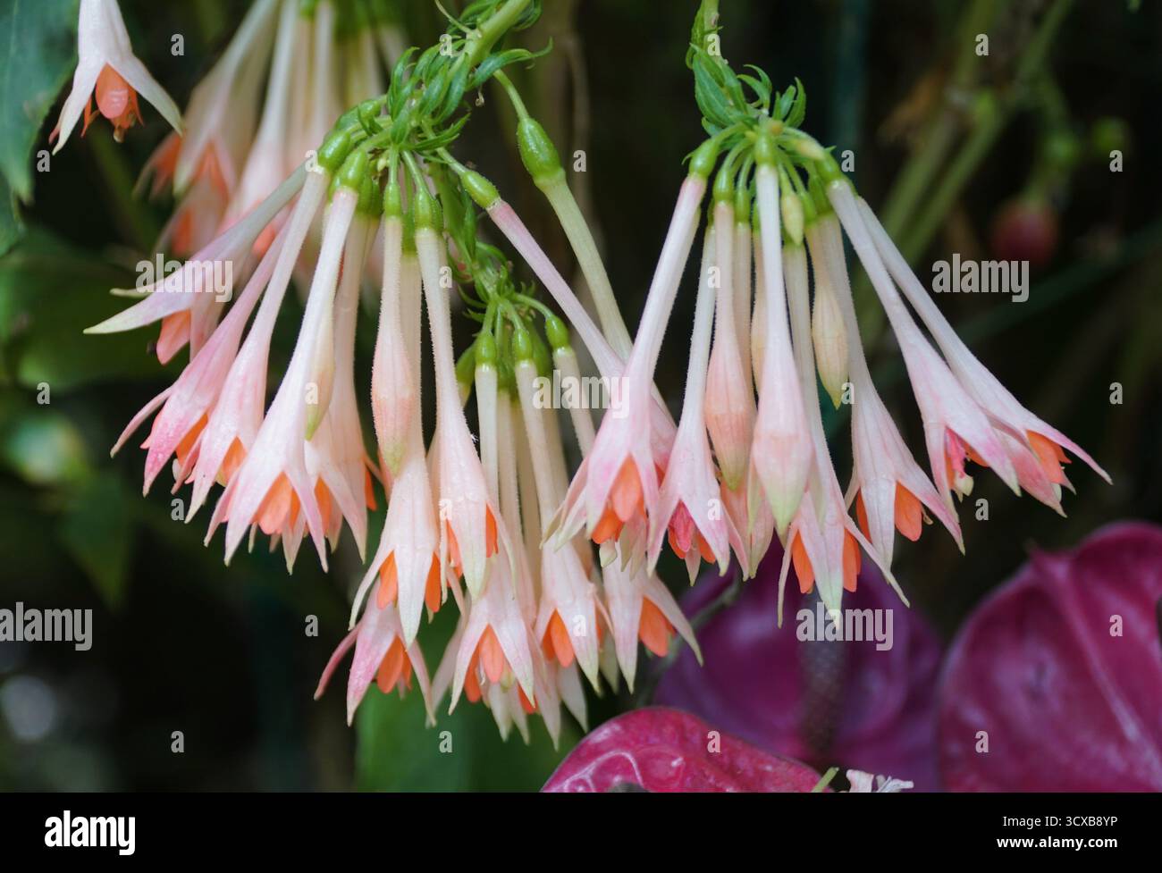 Vista ravvicinata dei fiori rosa chiaro di Fuchsia Traudchen Bonstedt Foto Stock