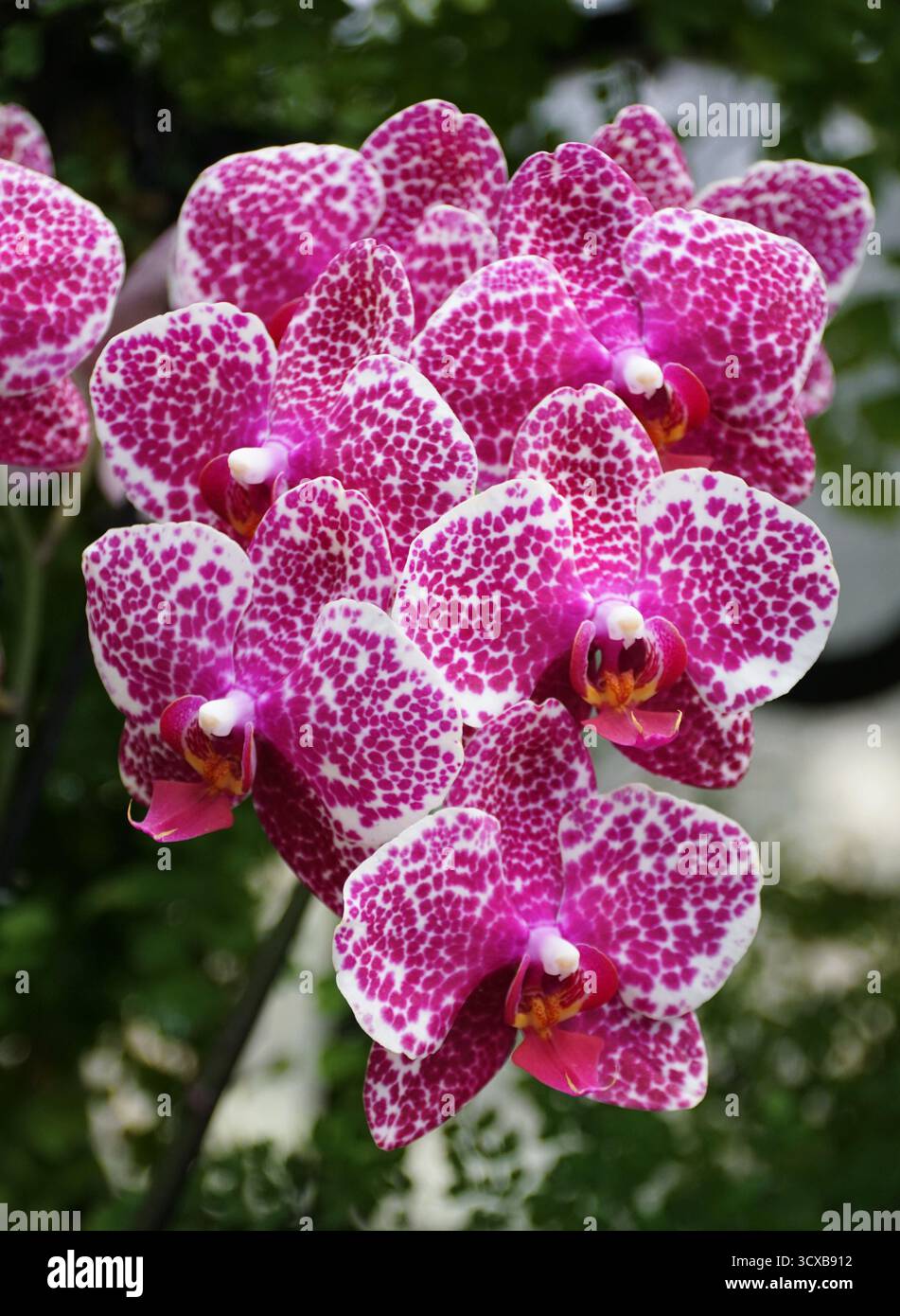 Un gruppo di vibranti magenta macchiati su uno sfondo bianco sui petali delle orchidee Phalaenopsis Ox Red Sesamo OX1699 Foto Stock