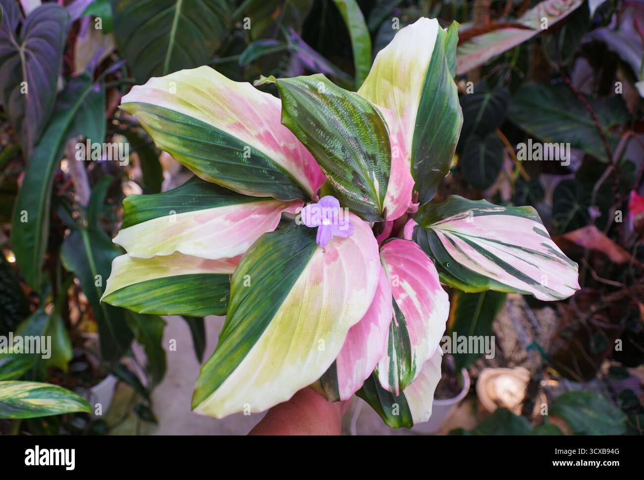 Primo piano di una pianta variegata di Kaempferia Galanga con vivaci strisce rosa, bianche e verdi sul suo fogliame, con un piccolo fiore viola al c Foto Stock
