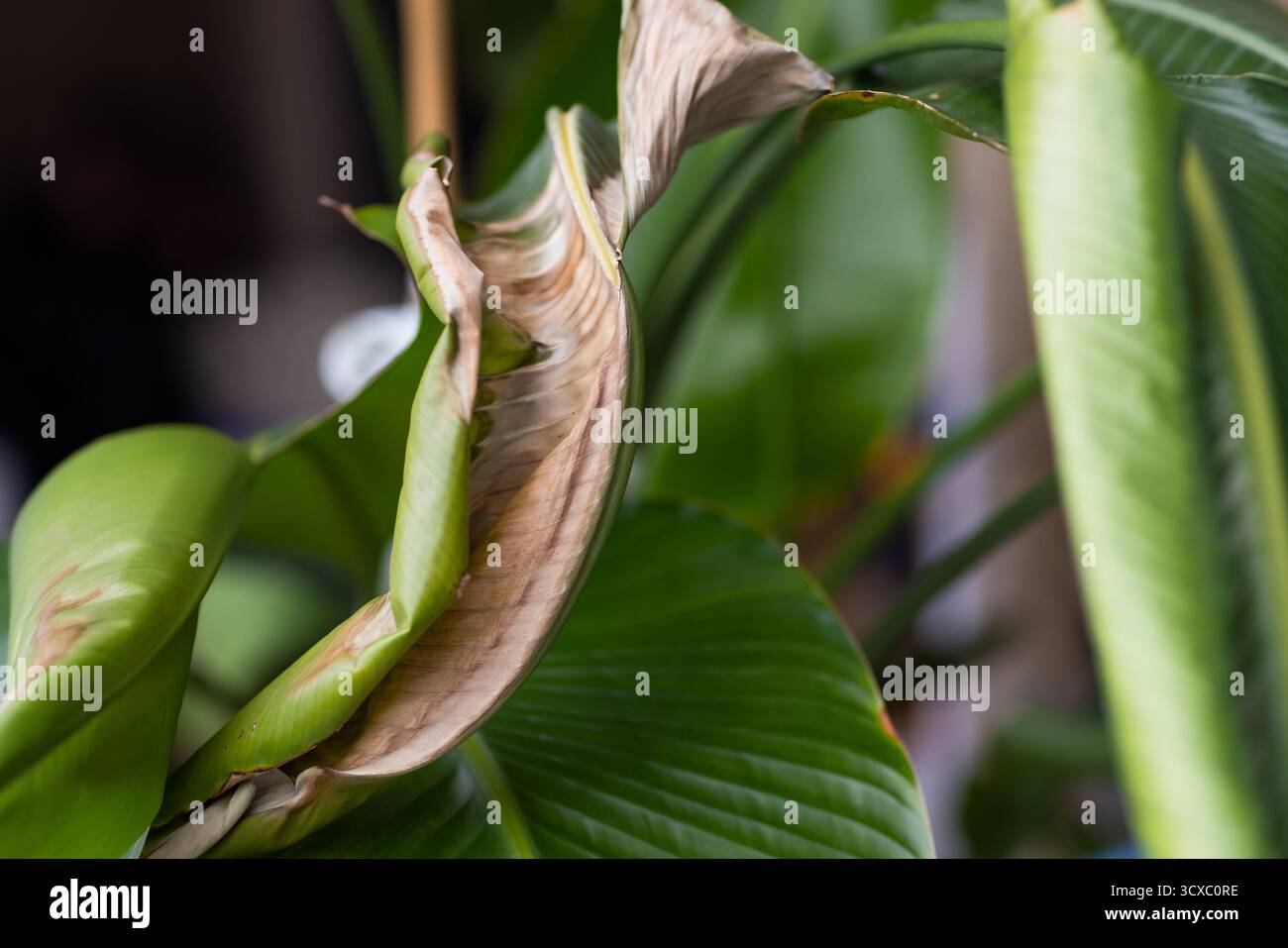 Malattia delle foglie di strelitzia immagini e fotografie stock ad alta  risoluzione - Alamy