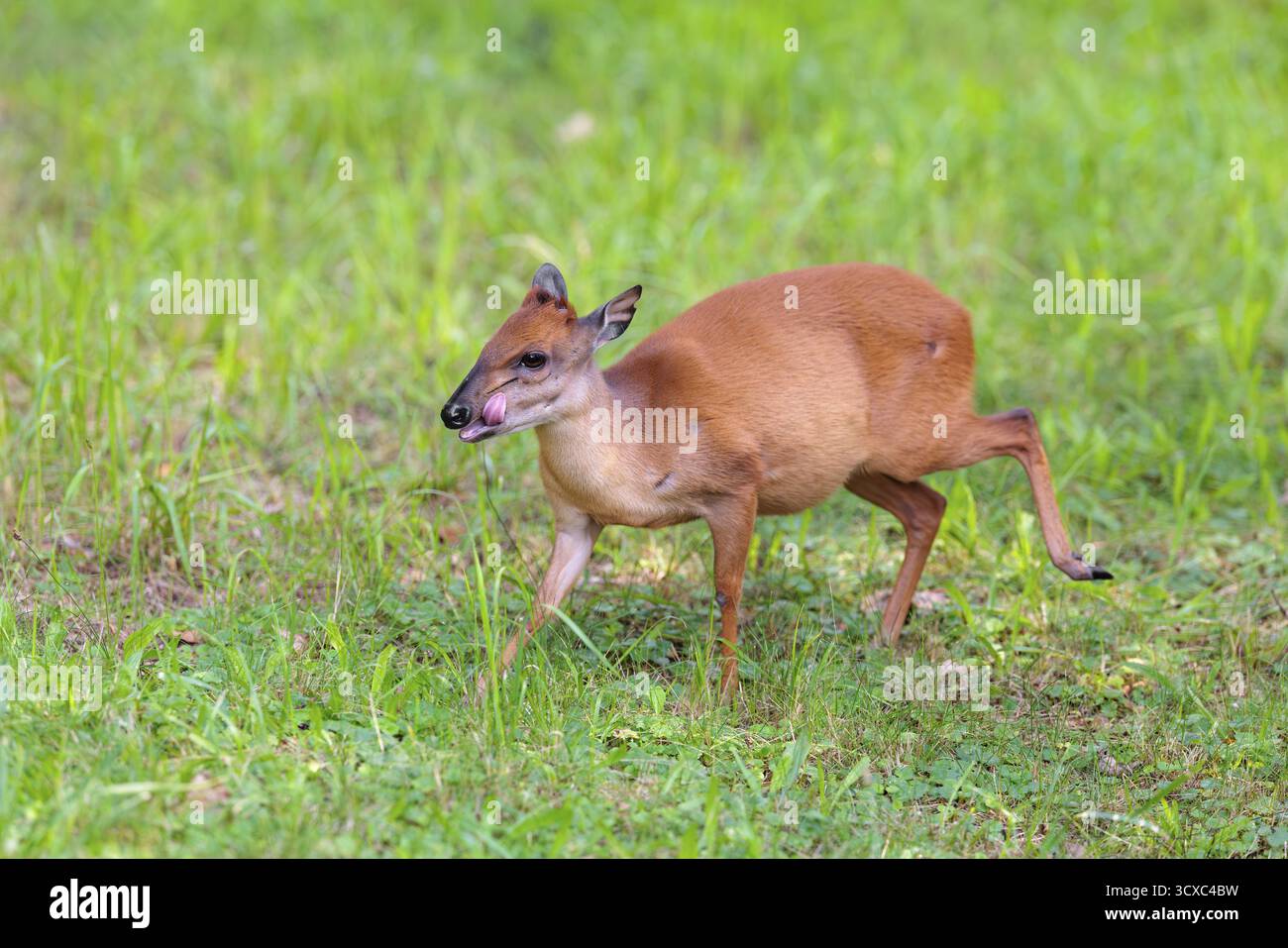 Una femmina di Duiker della Foresta Rossa (Cephalophus natalensis) si trova in un prato verde, mangiando erba ed erbe. Africa sudorientale Foto Stock