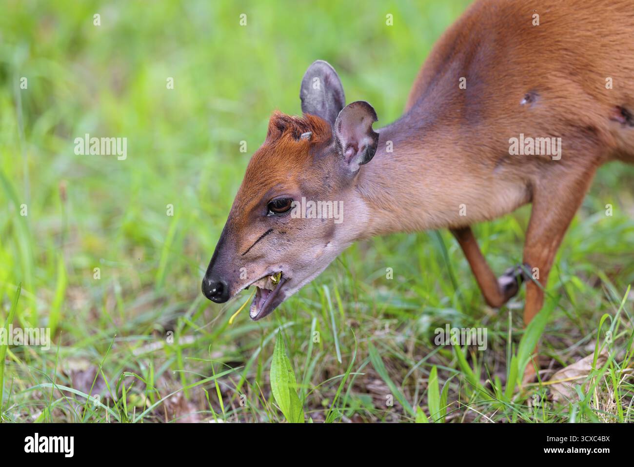 Una femmina di Duiker della Foresta Rossa (Cephalophus natalensis) si trova in un prato verde, mangiando erba ed erbe. Africa sudorientale Foto Stock