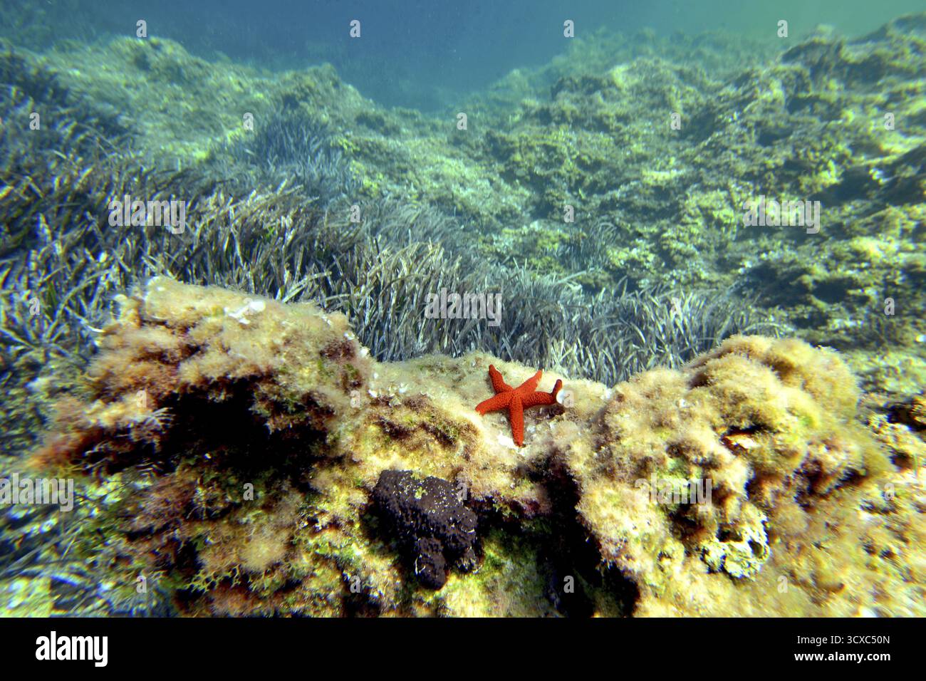 Mar Mediterraneo (asterias Rubens), sott'acqua, maiorca, baleari, spagna Foto Stock