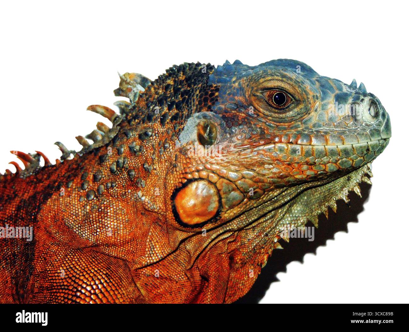 Iguana marrone isolata su sfondo bianco Foto Stock