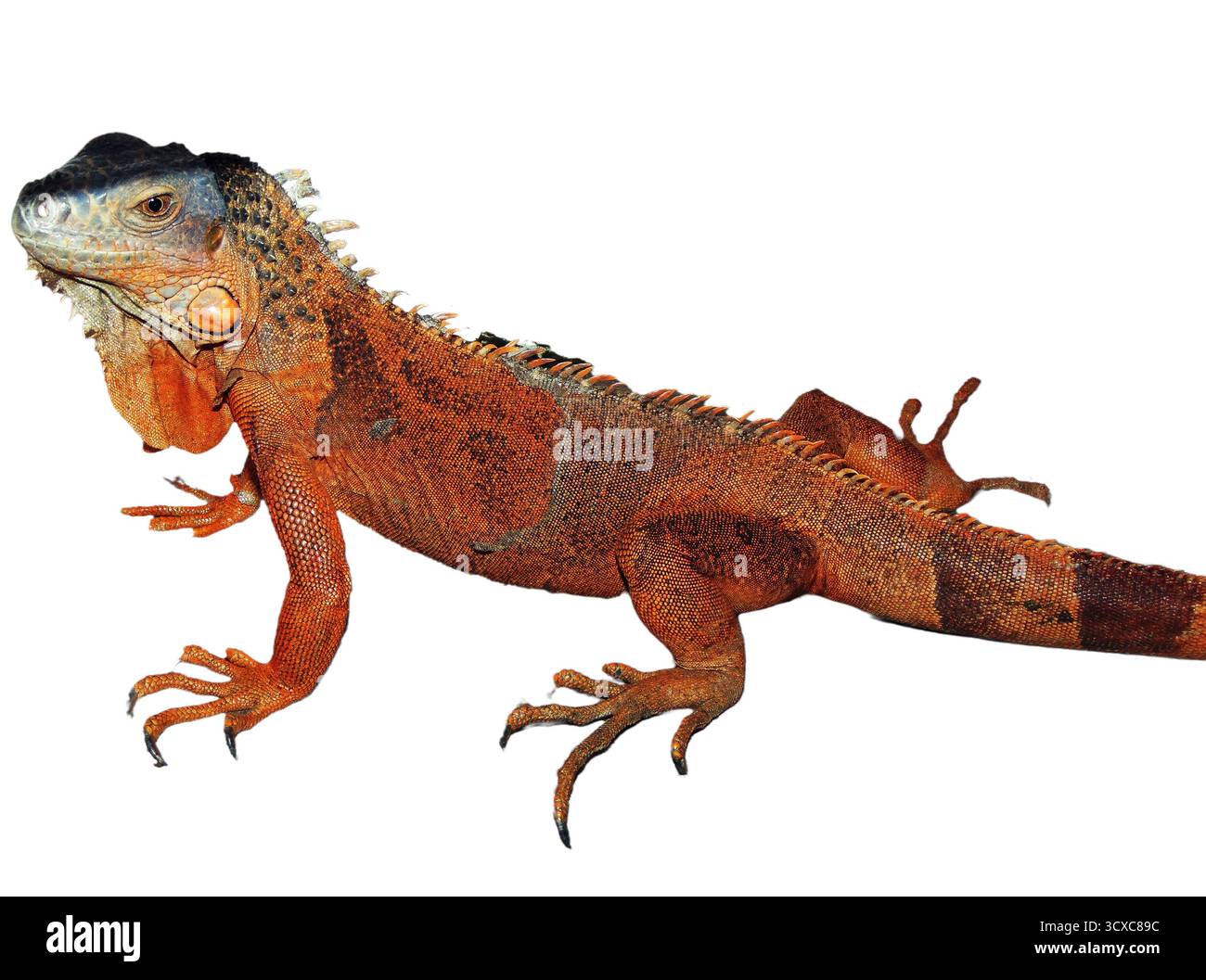 Iguana marrone isolata su sfondo bianco Foto Stock