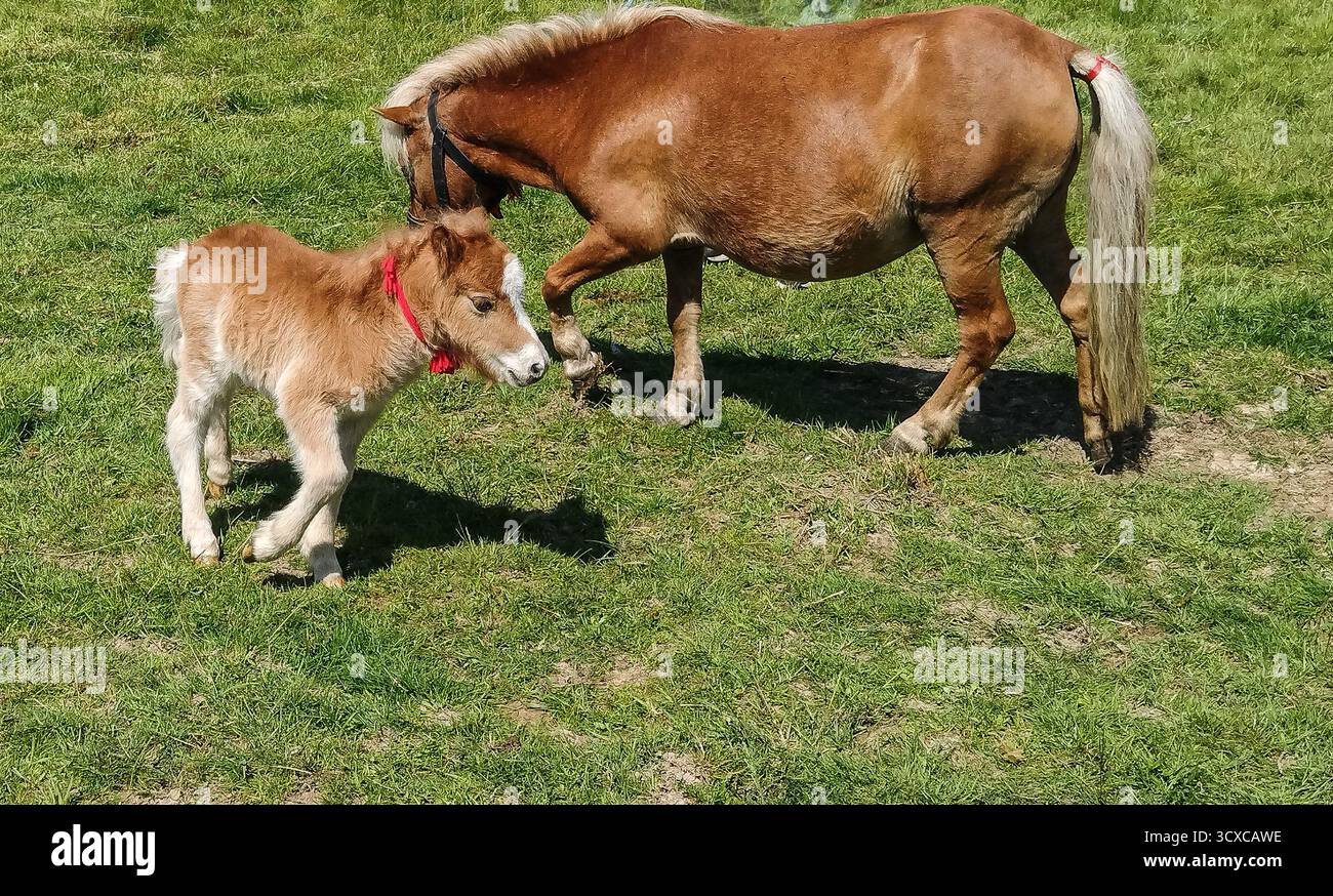 Un pony e il suo puledro Foto Stock