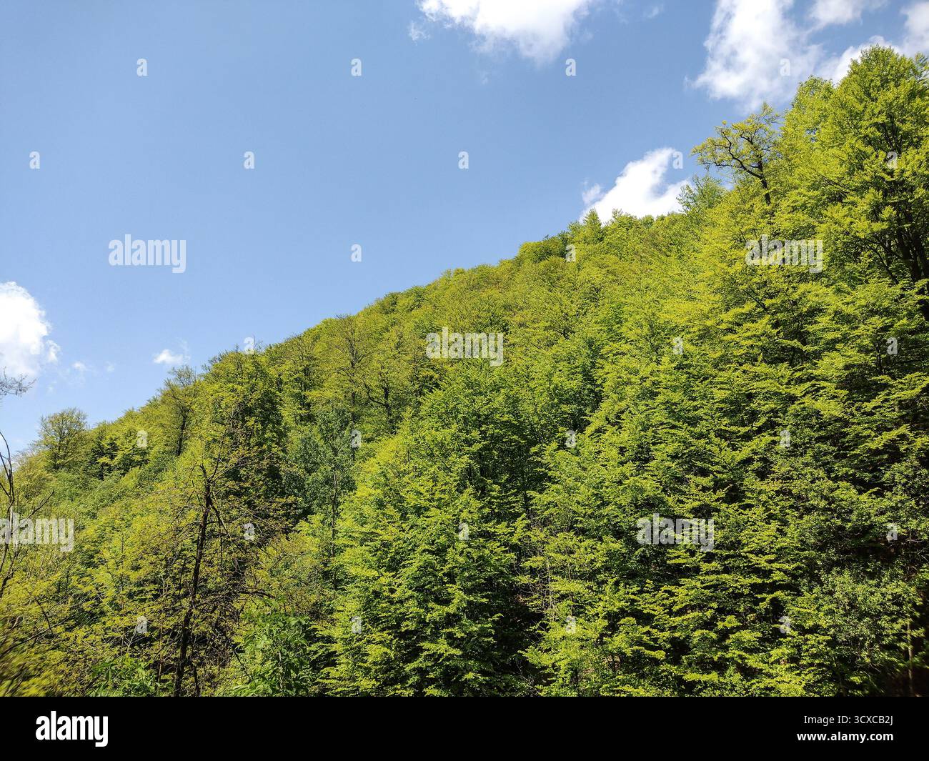 Foresta verde nella contea di Hunedoara, Romania. Alberi verdi Foto Stock