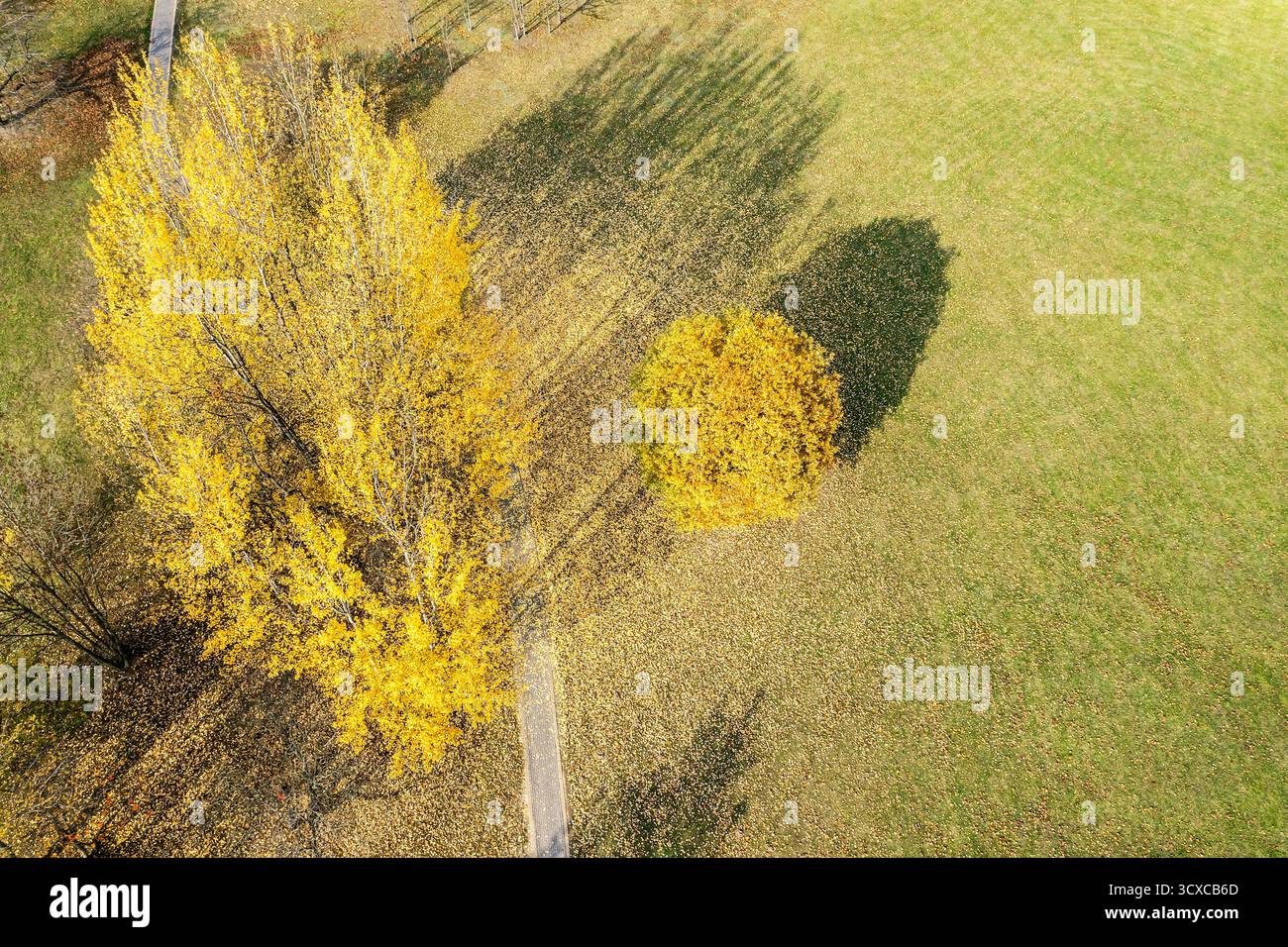 sentiero nel parco cittadino con alberi autunnali di colore giallo brillante nelle giornate di sole. vista aerea dal drone volante. Foto Stock